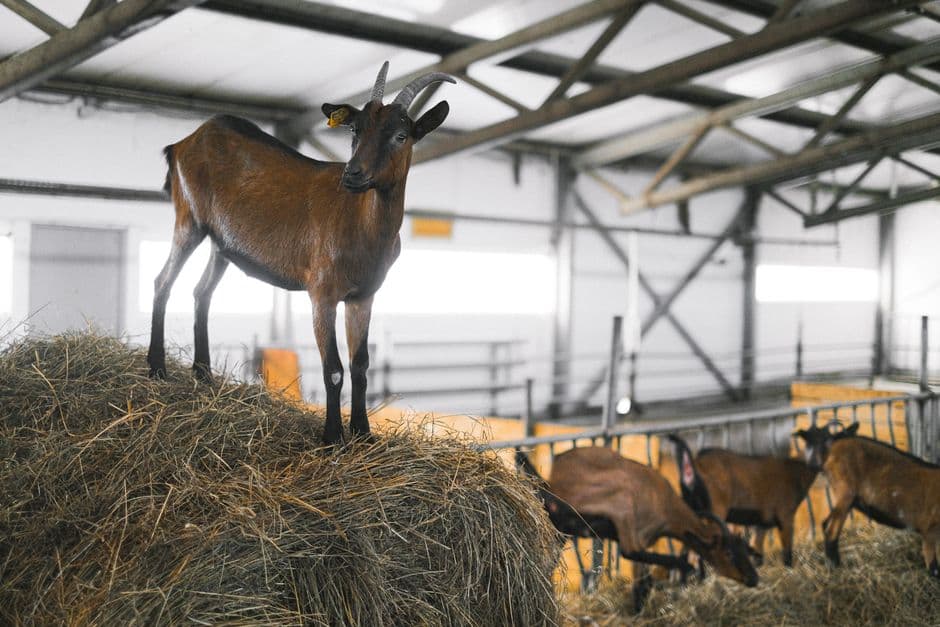 Brown goats with horns resting on hay in a modern indoor barn setting.