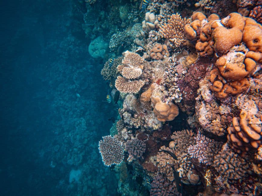 Explore a diverse coral reef teeming with vibrant marine life and colorful coral formations.
