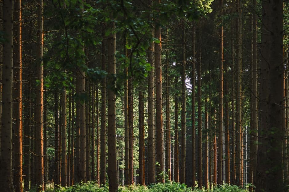 Peaceful forest scene with tall trees and lush greenery, bathed in natural light.