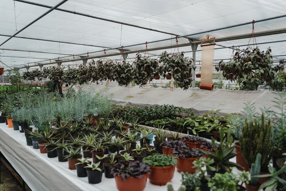 A view of an indoor greenhouse showcasing a variety of potted plants arranged on tables with hanging plants above.